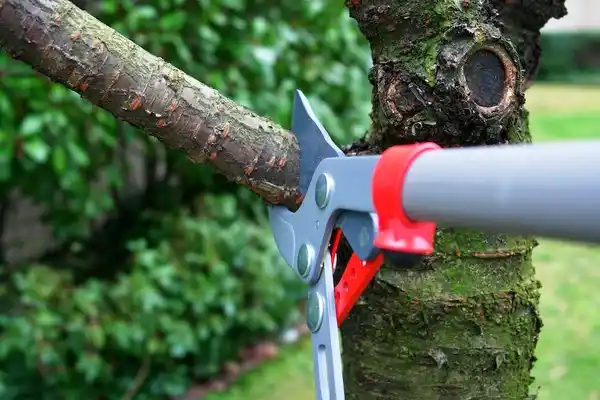 tree services Limestone